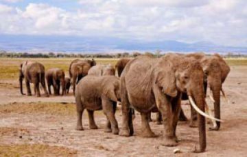 7 Days 6 Nights Nairobi to Amboseli National Park Wildlife Tour Package