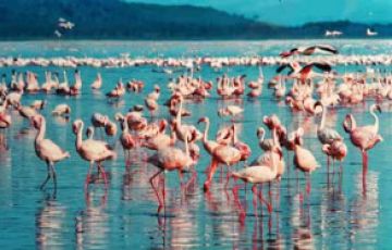 Beautiful 5 Days 4 Nights Aberdares, Lake Nakuru and Masai Mara Trip Package