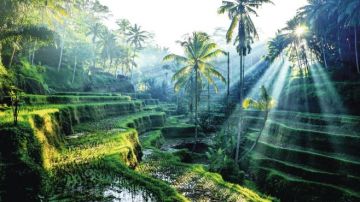 Best Bali Island Tour Package for 5 Days 4 Nights from Delhi