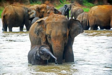 Beautiful 8 Days 7 Nights Colombo Tour Package Beautiful 8 Days 7 Nights Colombo Tour Package