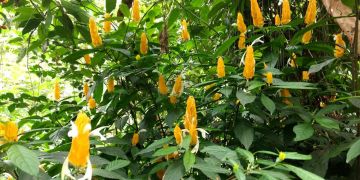 9 Days Munnar, Thekkady, Kumarakom and Alleppey Hill Stations Holiday Package