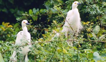 Amazing 5 Days Kerala, India to Alleppey Family Vacation Package