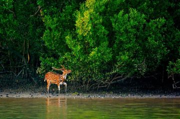 Family Getaway Sundarban Beach Tour Package for 4 Days
