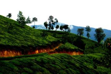 Pleasurable 4 Days Cochin to Munnar Holiday Package