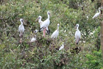 Ecstatic Bhitarkanika Forest Tour Package for 4 Days