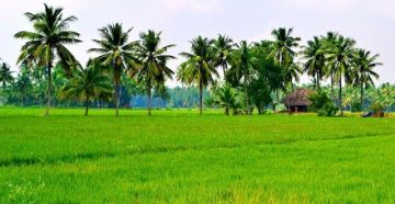 Pleasurable 7 Days Cochin, Munnar, Thekkady and Alleppey Tour Package