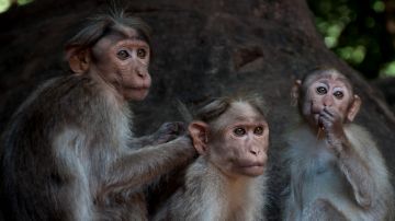 Family Getaway 8 Days Trivandrum to Munnar Holiday Package