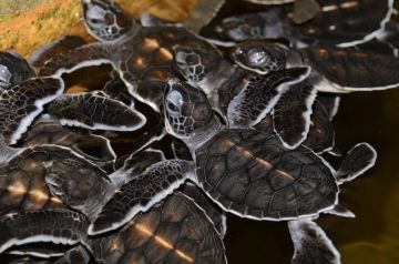 Amazing 4 Days Bentota, Sri Lanka, Colombo with Negombo Tour Package