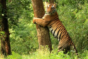 Family Getaway Kanha National Park Tour Package for 6 Days 5 Nights