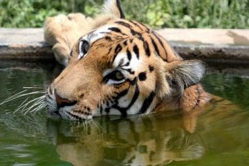 Family Getaway Kanha National Park Tour Package for 6 Days 5 Nights