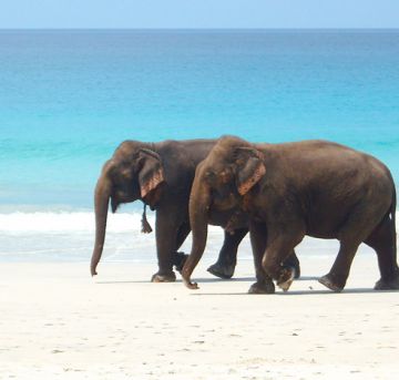 Amazing 5 Days Havelock - Port Blair Trip Package