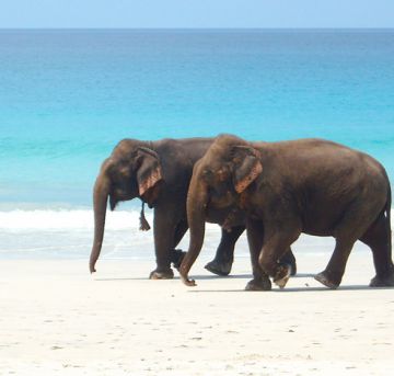 Family Getaway 6 Days Port Blair to Havelock - Excursion To Elephant Beach Tour Package