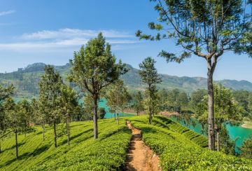 Magical 6 Days 5 Nights Negombo, Sigiriya, Nuwara-eliya with Colombo Trip Package