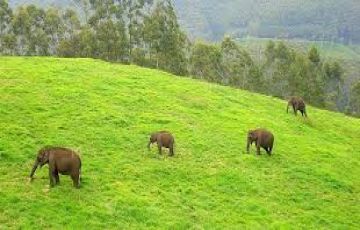 Heart-warming 3 Days 2 Nights Munnar with Cochin Tour Package