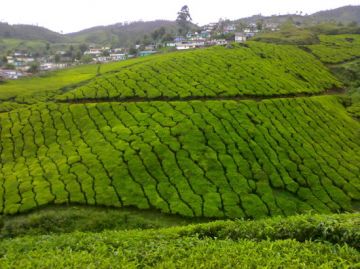 Experience 4 Days Kochi and Munnar Holiday Package