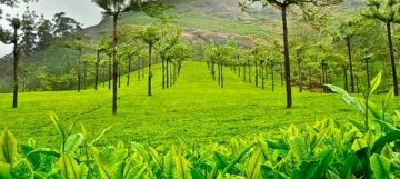 Heart-warming 7 Days 6 Nights Munnar To Thekkady Holiday Package
