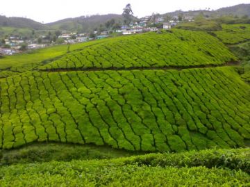 Heart-warming 7 Days 6 Nights Munnar To Thekkady Holiday Package