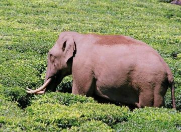 Family Getaway 6 Days Cochin to Thekkady Holiday Package