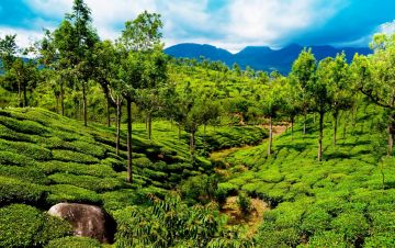 Heart-warming 6 Days 5 Nights Cochin, Munnar, Thekkady with Alleppey Trip Package