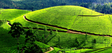 Beautiful 4 Days Bangalore Arrival Mysore, Mysore To Ooty, Ooty with Coimbatore Trip Package
