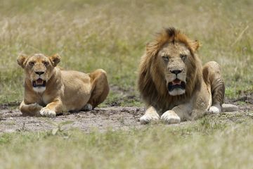 Family Getaway 8 Days Meru National Park Trip Package