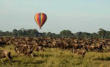 Experience Masai Mara Tour Package for 3 Days 2 Nights from Nairobi