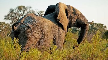 Ngorongoro Crater Tour Package from Arusha