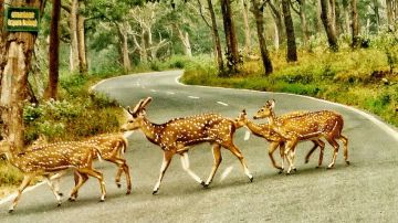 Experience 4 Days Wayanad, Nilgiris with Ooty Tour Package