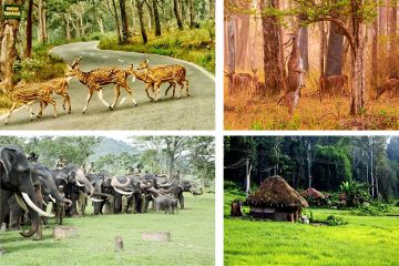 Experience 4 Days Wayanad, Nilgiris with Ooty Tour Package