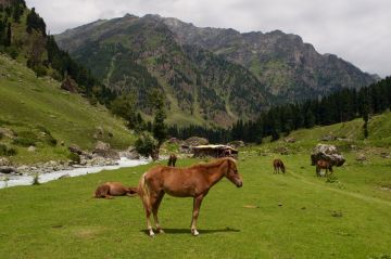 Pleasurable 6 Days Srinagar to Pahalgam Trip Package