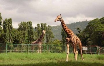 Heart-warming 4 Days Bangalore, Mysore, Travel To Coorg with Coorg Holiday Package