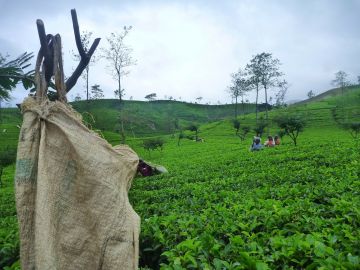 Family Getaway 7 Days Colombo to Kandy Tour Package