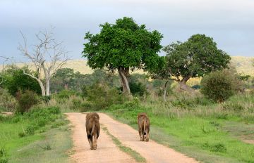 Experience 2 Days 1 Night Dar Es Salaam with Mikumi Morogoro Tour Package