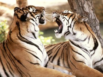 Best Kanha National Park Tour Package for 17 Days