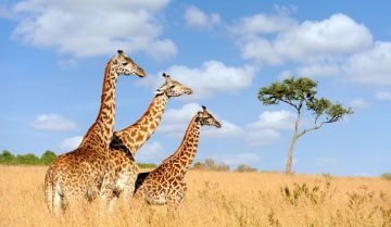 Best Kanha National Park Tour Package for 17 Days