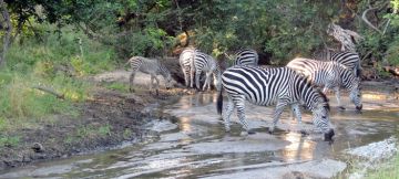 Best Kanha National Park Tour Package for 17 Days