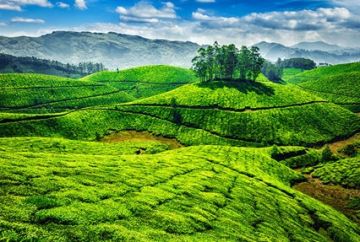 Memorable Munnar Tour Package for 4 Days 3 Nights from Cochin