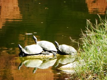 Ecstatic 6 Days Bangalore Coorg Vacation Package