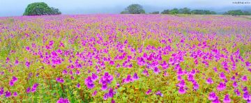 Ecstatic Satara Tour Package for 2 Days 1 Night