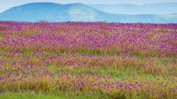 Ecstatic Satara Tour Package for 2 Days 1 Night