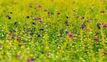 Ecstatic Satara Tour Package for 2 Days 1 Night