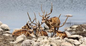 Memorable 6 Days Corbett Delhi to Nainital - Bhimtal - Sattal- Nainital Holiday Package