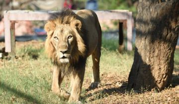 Ecstatic 7 Days 6 Nights Ahmedabad To Jamnagar drive 330 Kmapprox 6 Hours Sightseeing In Jamnagar Tour Package