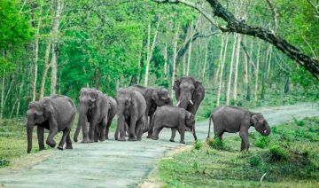 4 Days Trip from Bangalore | Mysore - Bandipur - Ooty