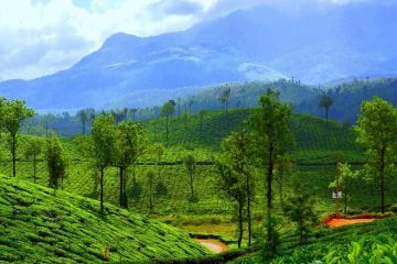 Ecstatic 4 Days 3 Nights Munnar, Thekkady, Alleppey and Cochin Tour Package