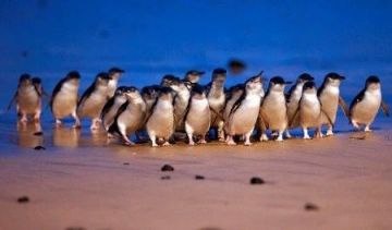 Family Getaway 13 Days Melbourne to Sydney Holiday Package