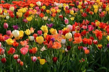 Experience Srinagar Tour Package for 5 Days