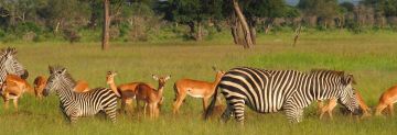 2 Days Dar Es Salaam Trip Package