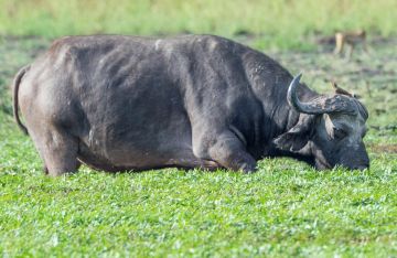 2 Days Dar Es Salaam Trip Package