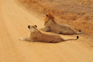 2 Days Dar Es Salaam Trip Package